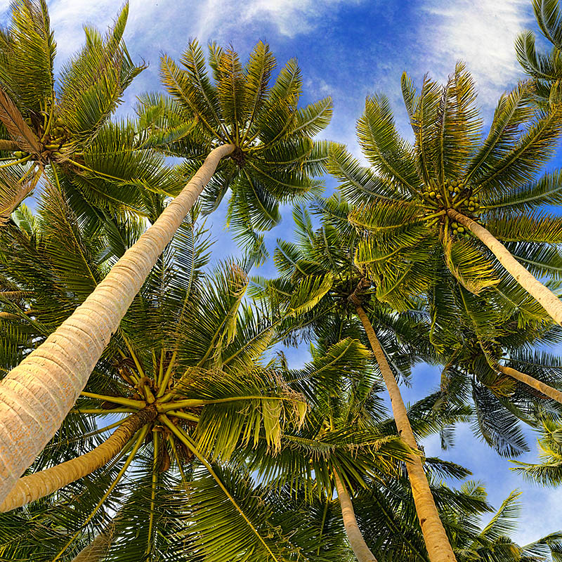 Coconut trees 06a
